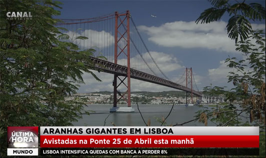 Aranhas gigantes em Lisboa!